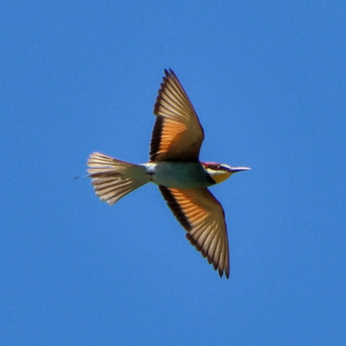 Guêpier d'Europe - Merops apiaster