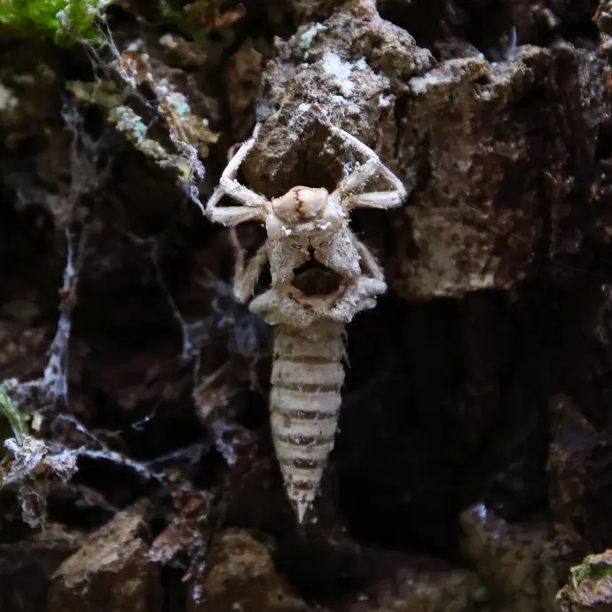 Larve de Cordulégastre annelé - Cordulegaster boltonii
