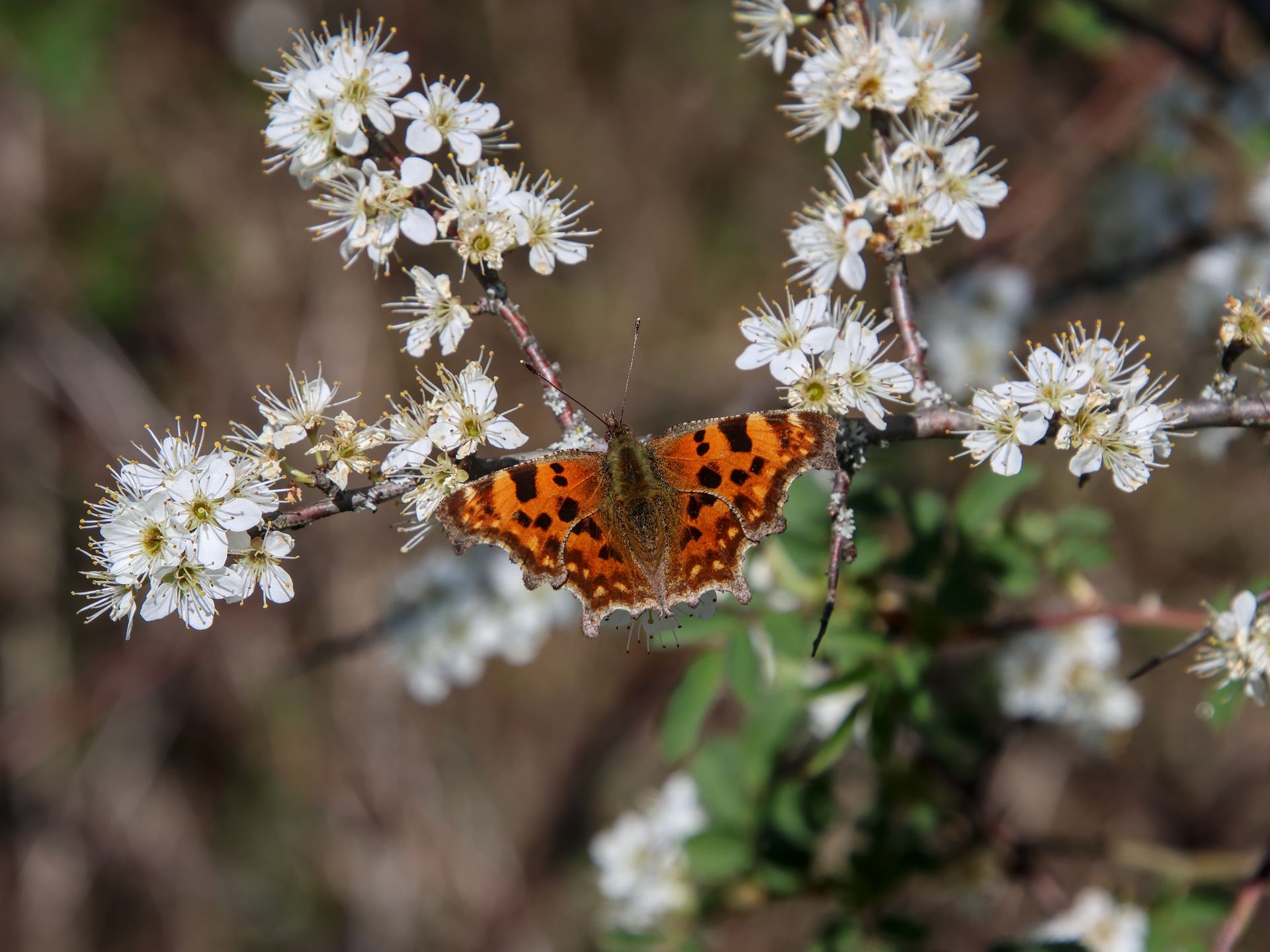 Robert-le-Diable - Polygonia c-album