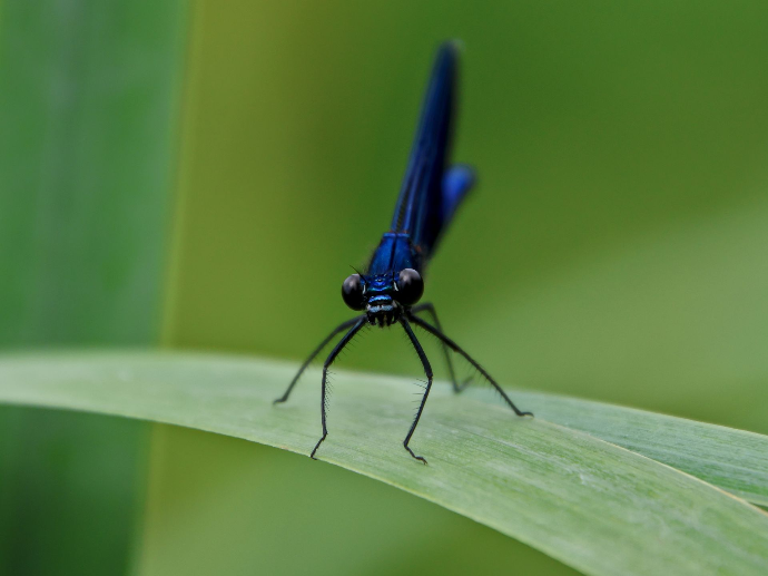 Caloptéryx vierge - Calopteryx virgo